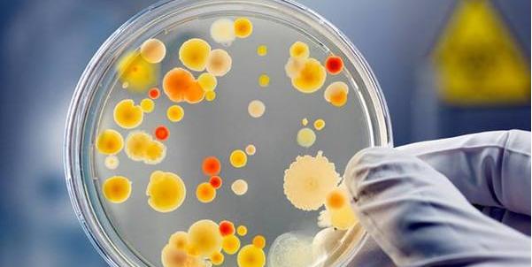 微生物畜禽除臭 微生物畜禽除臭